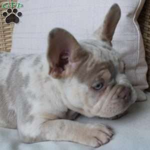 Petunia, French Bulldog Puppy
